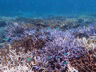 人気の宮古島、大神島付近の海域の天然枝珊瑚とデバスズメダイの群れ