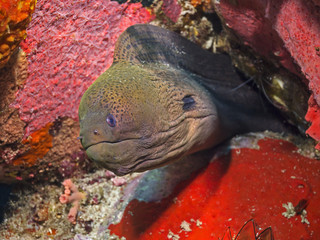 Giant Moray Eel, Riesen-Mur&auml;ne (Gymnothorax javanicus)