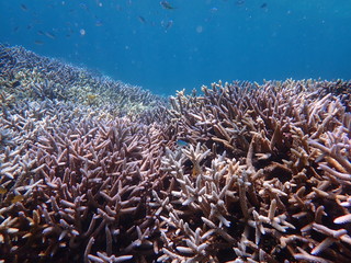 人気の宮古島、大神島付近の海域の天然枝珊瑚とデバスズメダイの群れ