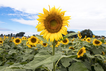 Sunflower Field Kiyose, Japan