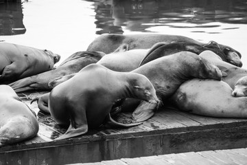 Seelöwen in San Francisco