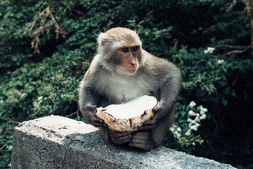 Monkey with a Coconut in Hualien, Taiwan