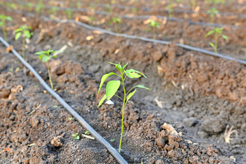 Young chili plant in the farm with Self-compensating dripper irrigation used in agriculture.