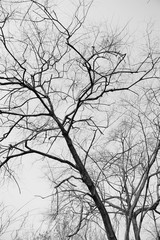 Dry tree branches background, black and white.