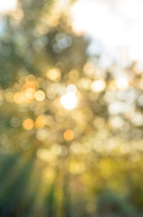 Bokeh. Abstract blurred image of the sunset yellow of the sun with rays in all directions over the green leaves of the trees. Soft focus.