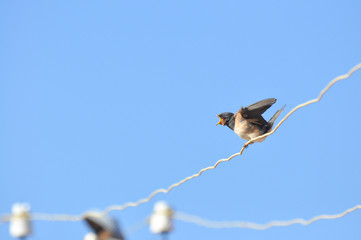 Swallows sitting on wires and rest against the blue sky. Swallow bird in natural habitat