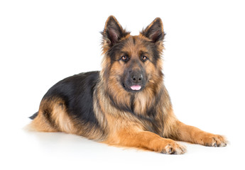 German shepherd long-haired dog lying isolated