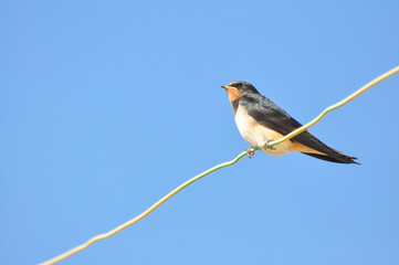 Swallows sitting on wires and rest against the blue sky. Swallow bird in natural habitat