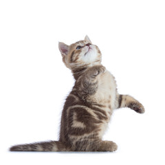 Tabby cat kitten isolated on white