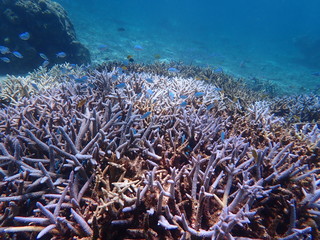 Fototapeta na wymiar 人気の宮古島、天然記念物指定の八重干瀬の天然珊瑚
