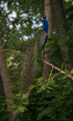 Naklejka premium Indian Peafowl Bird