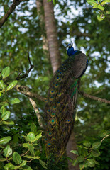 Indian Peafowl Bird