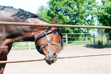 Curious friendly chestnut horse reaching to camera lens.