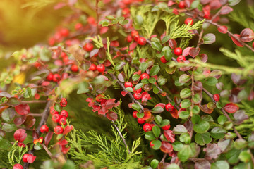 Obraz premium A Cotoneaster bush with red berries on branches, autumnal background. Closeup colorful autumn bushes in the park.