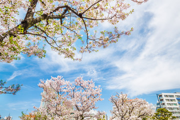 都会の桜