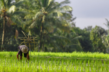 An unidentified man works in rice plantation. Tegalalang Rice Terrace in Ubud, Bali, Indonesia.