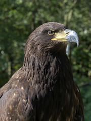 portrait of White-tailed Eagle, Haliaeetus albicilla