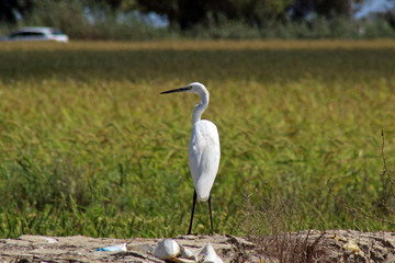 Garza (Ardeidae) en el delta del Ebro, Tarragona (España)