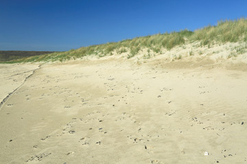 Dünen am Atlantik, Plage de Kersiguenou, Finistere, Bretagne, Frankreich