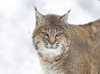 Obraz premium Красная рысь