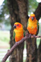 Couple of sun Conure parrots with  red orange yellow green and blue colors standing on tree branch
