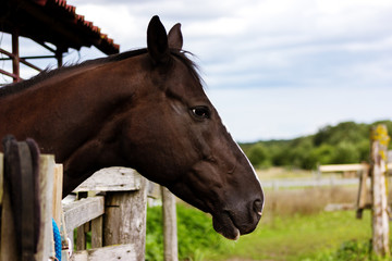 Portrait of brown horse staying in stable outdoor at summer, close-up