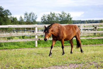 Bay horse walking in paddock outdoor at summer