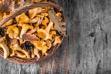Fresh chanterelles mushrooms in a basket on wooden table