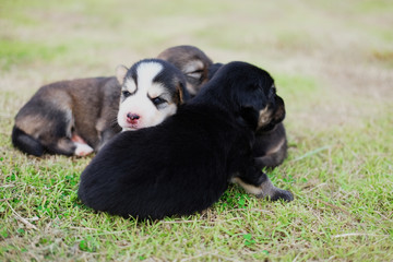 Newborn puppy dog.