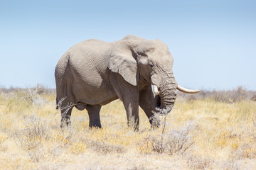 Fototapeta na wymiar Wild elephant at Etosha National Park, Namibia, Africa
