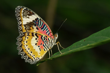 Image of a Plain Tiger Butterfly on green leaves. Insect Animal. (Danaus chrysippus chrysippus Linnaeus, 1758)