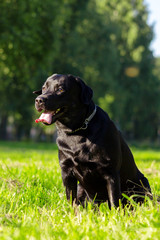 Young black labrador retriever sticking out tongue and looking forward on blurred green background