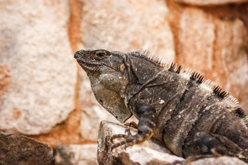 Obraz premium Iguana on a stone at the Uxmal archaeological site, Yucatan, Mexico.