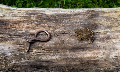 Blindschleiche und Kröte