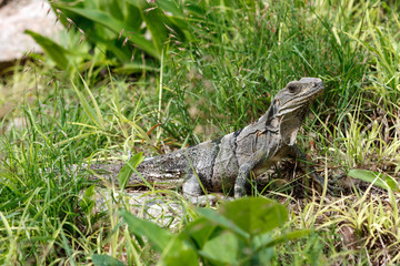 Iguana in the grass at the Uxmal archaeological site, Yucatan, Mexico.