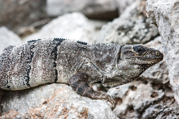 Iguana on a stone at the Uxmal archaeological site, Yucatan, Mexico.