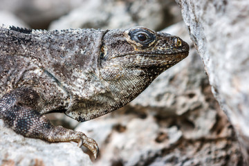 Iguana on a stone at the Uxmal archaeological site, Yucatan, Mexico.