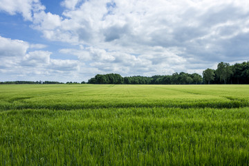 Obraz premium Green wheat field with blue sky and clouds at sunny day