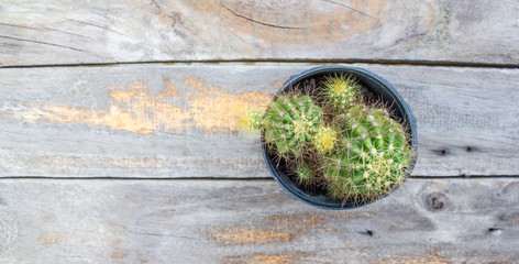Cactus on wooden table with copy space background.