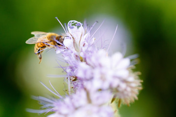 Honigbiene an der Phacelia