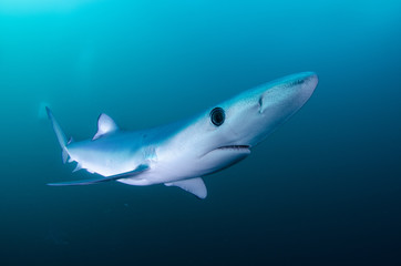 Shark's elegance