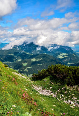 alpine meadow