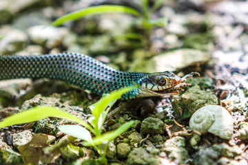 Snake eating a frog, Cobà, Quintana Roo, Mexico.