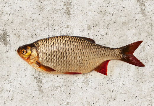 Fisch Rotfeder