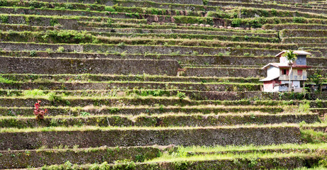   terrace   field for  coultivation of rice