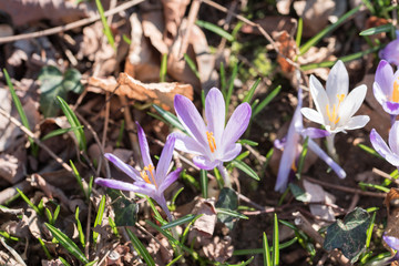 Crocus blossoms in the woods. A rug of spring flowers