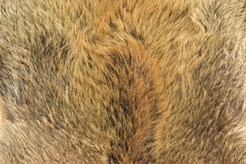fur