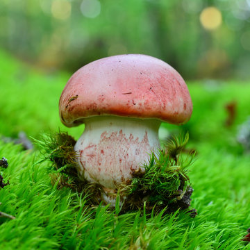  pinkmottle woodwax mushroom