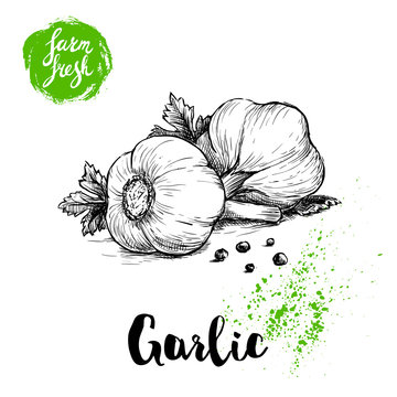 Hand drawn sketch garlic group with parsley leafs and black pepper. Fresh farm food vector illustration. Farm vegetables poster.