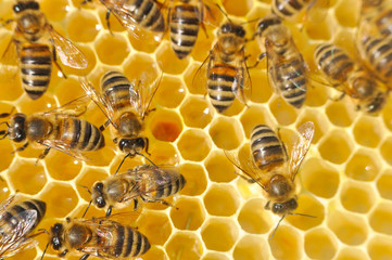 Bees on honeycomb. Close-up of bees on honeycomb in apiary in the summer.
